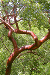 red trunk of Bursera cinerea