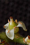 Bursera grandifolia female flowers