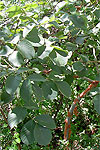 Bursera grandifolia leaves