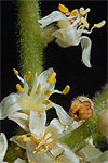 Bursera grandifolia male flowers