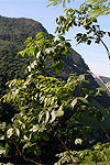 Bursera ovalifolia