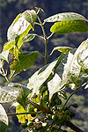 Bursera ovalifolia leaves