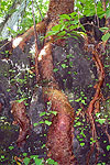 Bursera ovalifolia roots