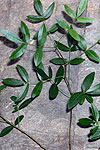 Bursera shaferi leaves