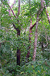 Bursera simaruba Cahuita Costa Rica