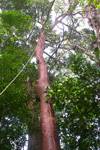 Bursera simaruba in the rainforest