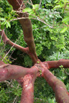 Red trunks of Bursera simaruba