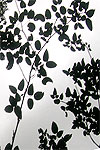 Leaves of Bursera standleyana silhouetted
