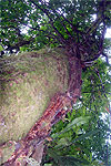 Bursera standleyana roots and stems