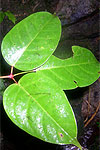 Bursera standleyana trifoliolate leaves