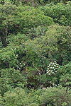 habitat of Euphorbia cornastra, the dogwood poinsettia
