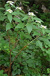 Euphorbia cornastra, the "dogwood poinsettia" of Guerrero