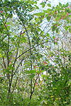 Wild poinsettia Euphorbia pulcherrima in Guerrero