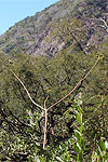 fruits of wild poinsettia Euphorbia pulcherrima