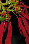 inforescene of red-bracted wild poinsettia Euphorbia pulcherrima
