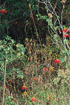 a population of wild poinsettia Euphorbia pulcherrima growing on a dry hillside
