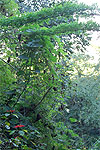 wild poinsettia Euphorbia pulcherrima in canyon with bamboo