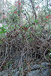 wild poinsettia Euphorbia pulcherrima growing on a steep slope