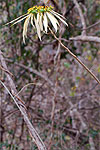 white wild Euphorbia pulcherrima poinsettia