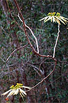 wild Euphorbia pulcherrima poinsettia white bracts with erythrina