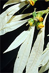 Euphorbia pulcherrima poinsettia wild white bracts