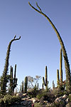 Fouquieria columnaris habit