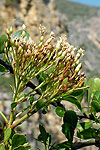 Fouquieria fasciculata inflorescence
