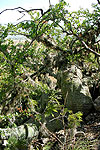 Fouquieria fasciculata trunk in habitat