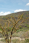 Fouquieria ochoterenae with leaves at new locality