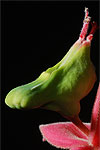 inflorescences of Euphorbia (Pedilanthus) coalcomanensis