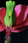 inflorescence of Euphorbia (Pedilanthus) coalcomanensis