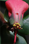 Euphorbia colligata/ Pedilanthus connatus inflorescence with nectar droplet
