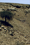 Interior Dhofar vegetation