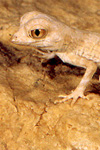 Dhofar gecko