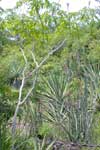 Pedilanthus nodiflorus in Yucatán