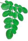 Moringa oleifera leaf-yum!