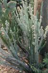 Pedilanthus macrocarpus cristate