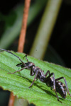 bullet ant in La Selva