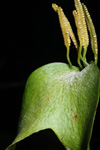 Ophioglossum in La Selva