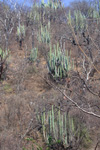 pachycereus on hillside