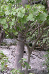 Pittocaulon hintonii ssp cerrograndensis