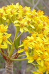 Pittocaulon (Senecio) praecox flowers