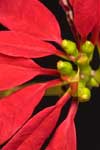Wild poinsettia inflorescence from Chiapas