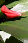 Pedilanthus pulchellus inflorescence