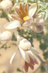 Moringa pygmaea flower