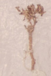 Moringa pygmaea type specimen