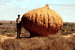 Giant onion-shaped termite mound