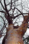 Bursera laurihuertae trunk