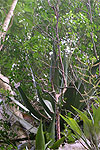 Bursera shaferi