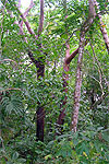 Bursera simaruba Cahuita Costa Rica